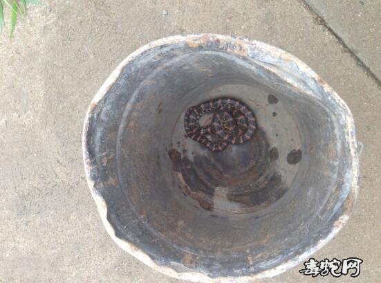 赤练蛇拼音、赤练蛇怎么读?