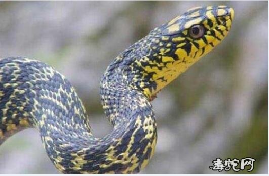王锦蛇臭！被称为“臭蛇”的大王蛇为什么那么臭？