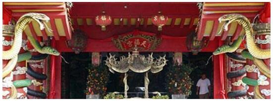 全球“最毒”寺庙爬满毒蛇不咬人!马来西亚蛇庙“清水寺”的蛇真有佛性吗?