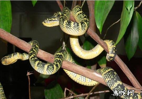 全球“最毒”寺庙爬满毒蛇不咬人！马来西亚蛇庙“清水寺”的蛇真有佛性吗？