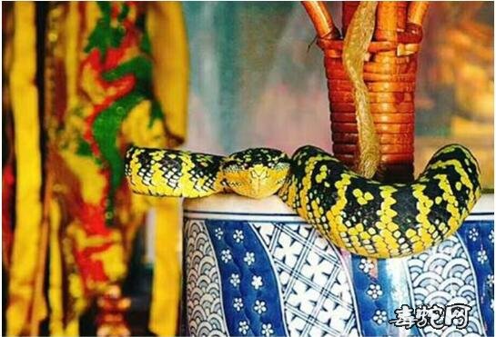 全球“最毒”寺庙爬满毒蛇不咬人！马来西亚蛇庙“清水寺”的蛇真有佛性吗？