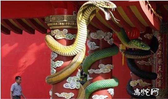 全球“最毒”寺庙爬满毒蛇不咬人!马来西亚蛇庙“清水寺”的蛇真有佛性吗?
