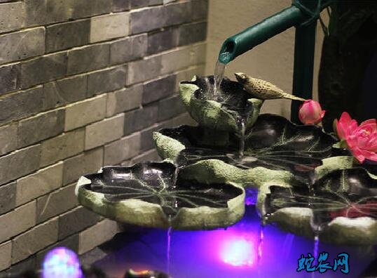 家里养鱼有什么讲究