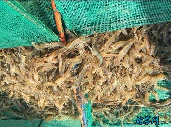 2020年养殖淡水虾的利润怎么样