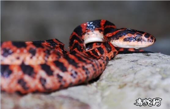 赤练蛇40年可以长多长？最大的赤链蛇能长多大？