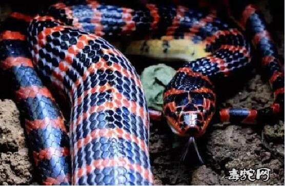 赤练蛇40年可以长多长？最大的赤链蛇能长多大？