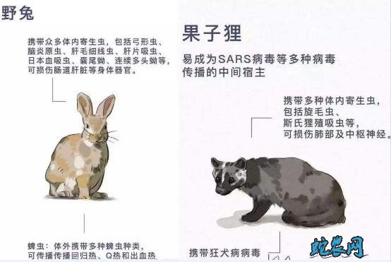 果子狸图片大全大图6