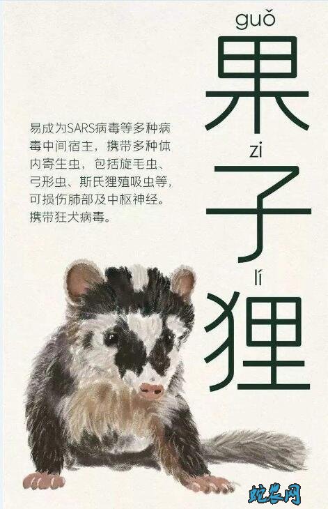 果子狸图片大全大图6