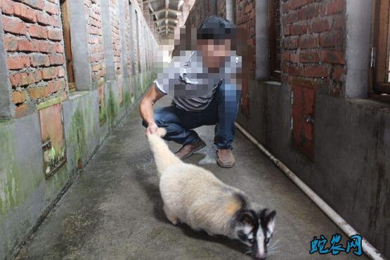 果子狸图片大全大图12