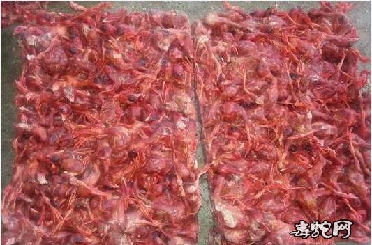 水律蛇吃什么?水律蛇最爱吃什么?