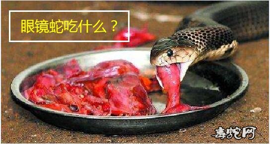 眼镜蛇吃什么？眼镜蛇喜欢吃什么动物？