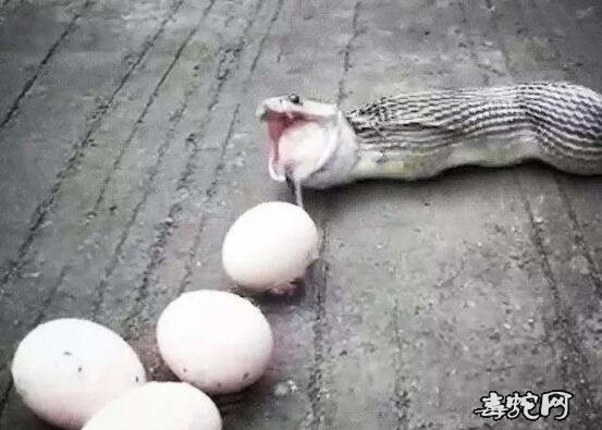 眼镜蛇吃什么?眼镜蛇喜欢吃什么动物?