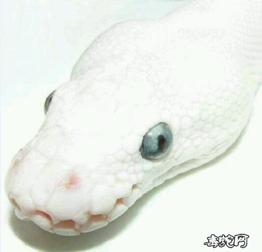 蓝眼珠的水蛇图片1