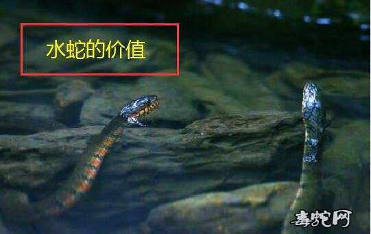 水蛇价值、中华水蛇有什么价值？
