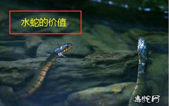 水蛇价值、中华水蛇有什么价值?