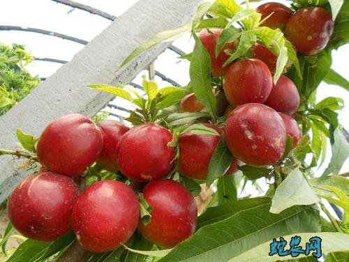 2020年5月1日桃子价格行情、今日桃子多少钱一斤?