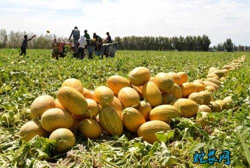 2020年5月1日哈密瓜价格行情、今日哈密瓜多少钱一斤？