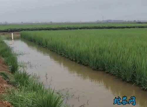 湖北:天门农民新探索-虾稻共作+水芹、每亩多收一万元!