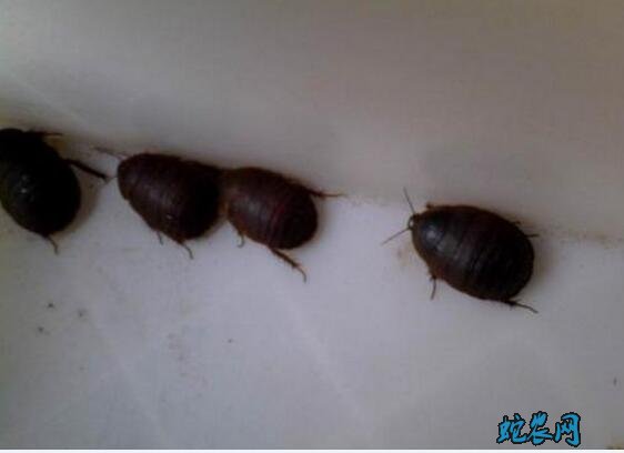 土元的价格、2020年土鳖虫多少钱一斤？