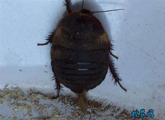 土元的价格、2020年土鳖虫多少钱一斤？