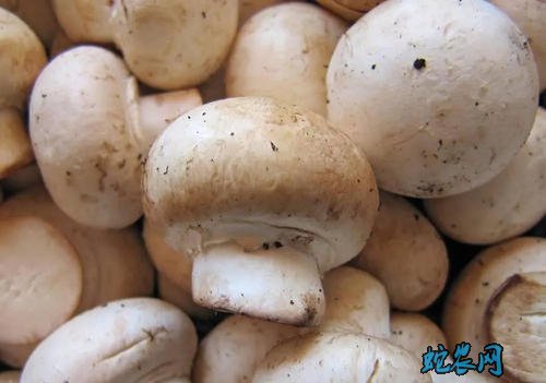 2020年5月3日蘑菇价格行情、今日蘑菇多少钱一斤？