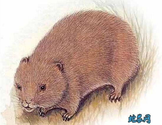 中华竹鼠特征