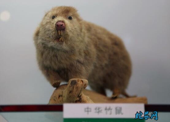 中华竹鼠特征