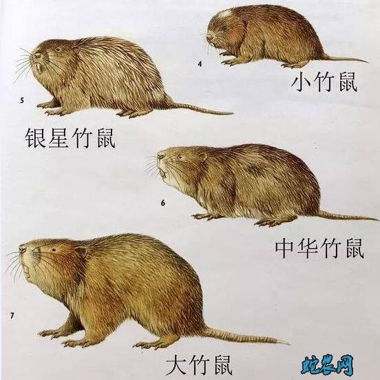 中华竹鼠特征