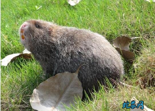 中华竹鼠、中华竹鼠的栖息环境和生活习性!