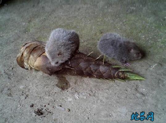 中华竹鼠、中华竹鼠的栖息环境和生活习性!