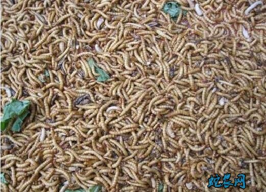 黄粉虫价格行情?2020年黄粉虫多少钱一斤?