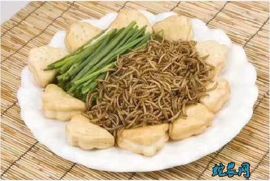 黄粉虫价格行情?2020年黄粉虫多少钱一斤?