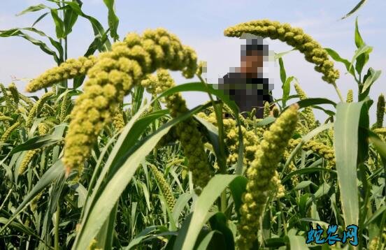 河南汤阴县:打造高品质农业产业“金字招牌”!