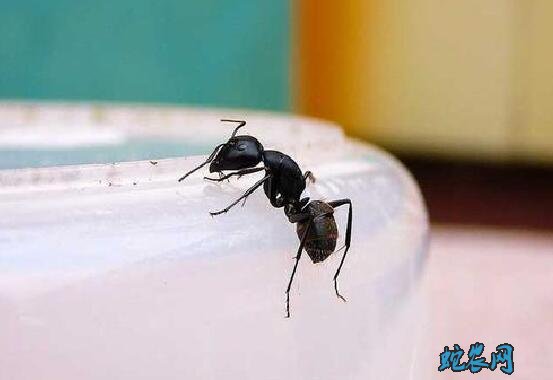 家中有蚂蚁如何消灭