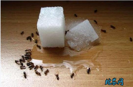 家中有蚂蚁如何消灭