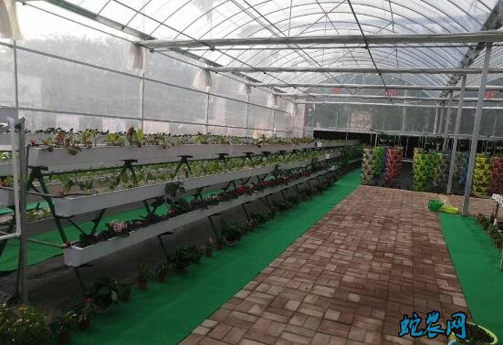 无土栽培蔬菜有利润吗