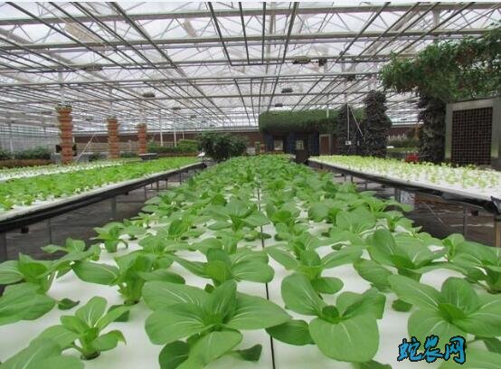 无土栽培蔬菜有利润吗