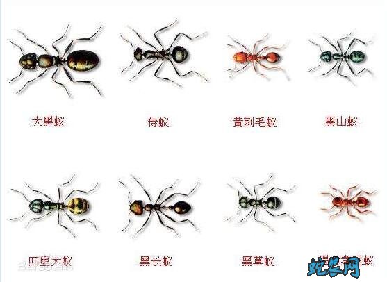 黑蚂蚁种类