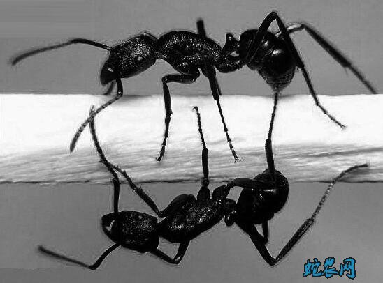 黑蚂蚁种类图片7