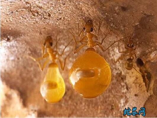 黑蚂蚁种类图片21