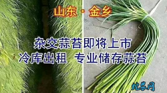 金乡早熟蒜苔上市,保鲜大蒜价格下降