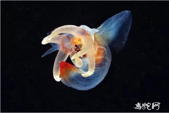 裸海蝶图片6