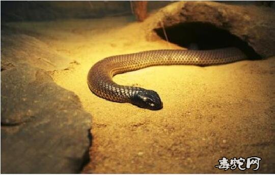 世界上最毒的蛇凶猛太攀蛇