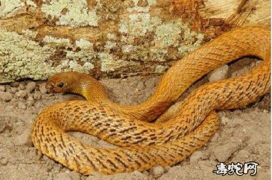 世界上最毒的蛇凶猛太攀蛇