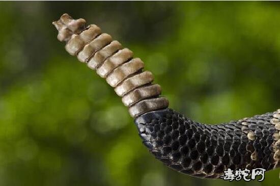 响尾蛇的尾巴图片1