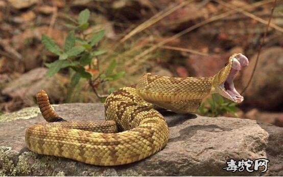 响尾蛇的尾巴图片3
