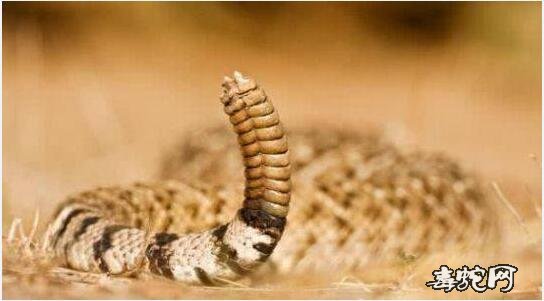 响尾蛇的尾巴图片4