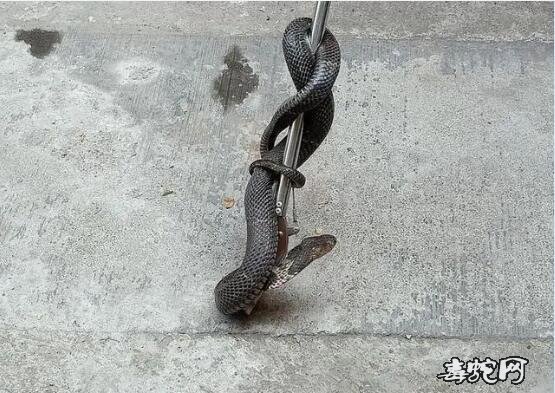 杭州两处居民楼惊现毒蛇！眼镜蛇和短尾腹蛇、均为剧毒蛇！