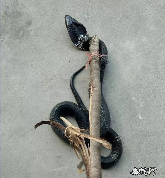 五一长假也是毒蛇咬伤高发期！临安中医院 已救治近十例蛇伤患者！