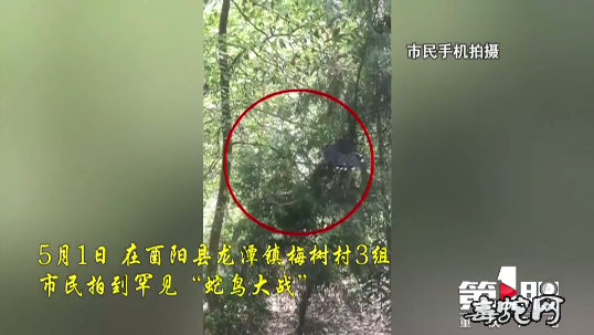 蛇鸟大战!红嘴蓝鹊vs菜花蛇惊心动魄!